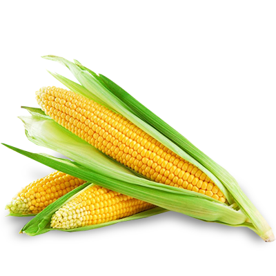 CountryCorn Kernel of truth - Order Corn in a Cup, corn cup out of the kernels of truth